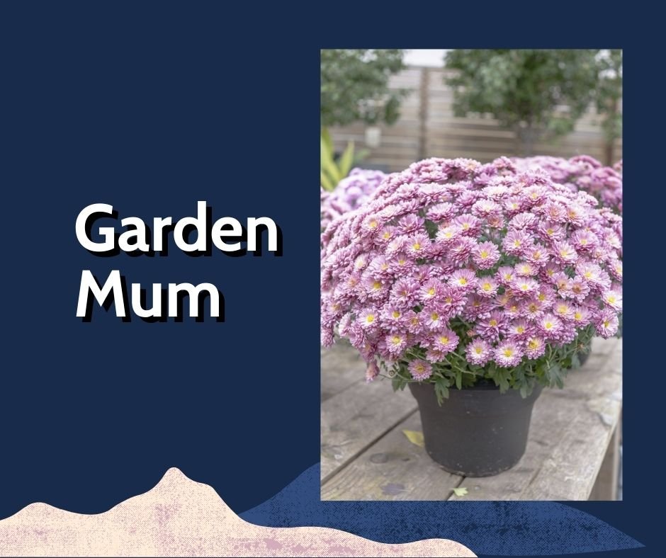 Garden Mum